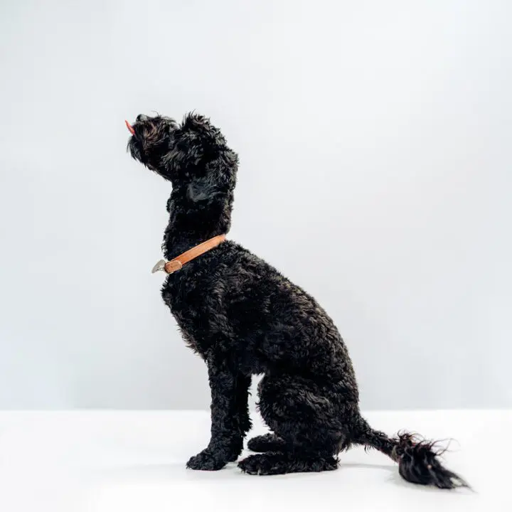 Juno